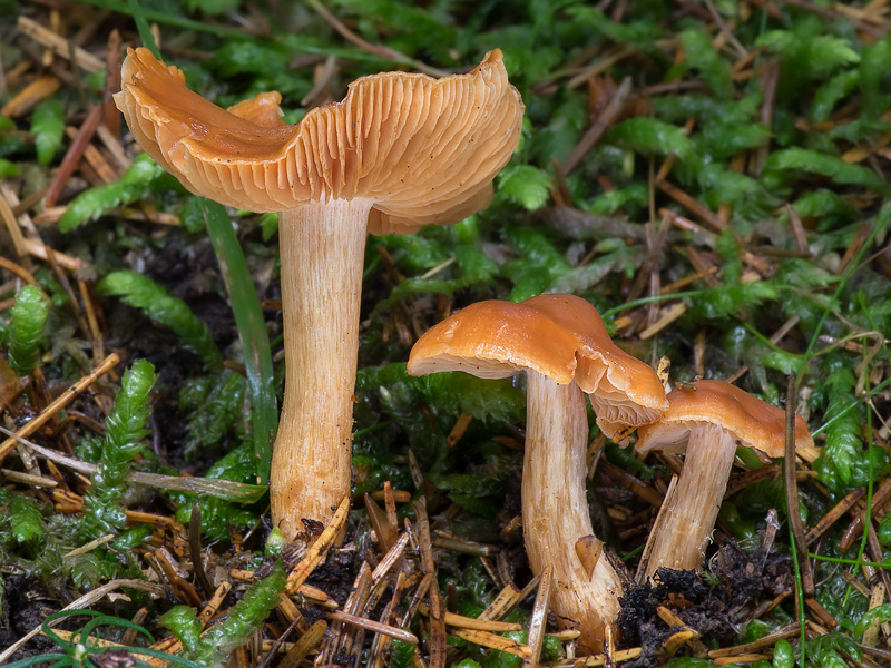 Cortinarius renidens